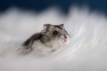Studio photo of cute hamster in white fur