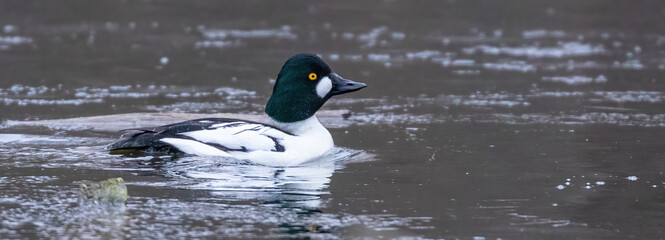 Goldeneye Duck in mating season