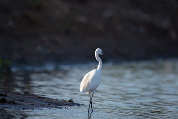 Heron bird is walking in the water.