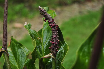 The flower plants around the house are of the Anthurium schlechtendalii Kunth species or commonly called waves of love 