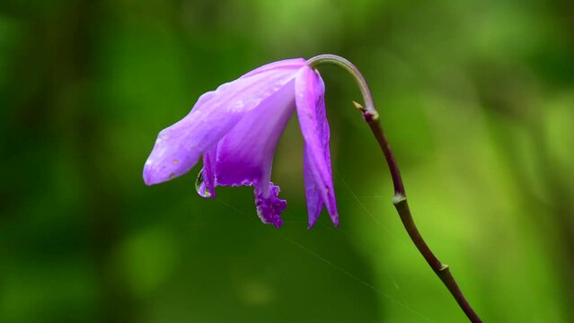 木陰の花びら