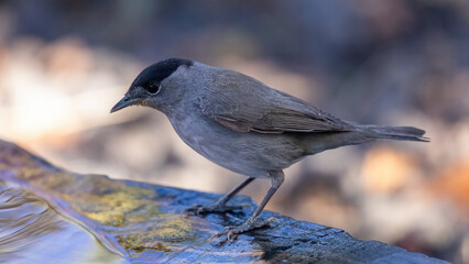 Blackcap (male) 