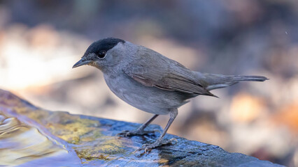 Blackcap (male) 