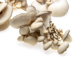 fresh oyster mushrooms on a white background