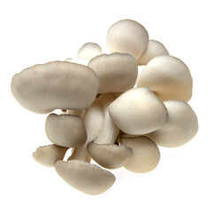 fresh oyster mushrooms on a white background