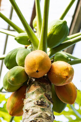 ripe and green papaya on a branch