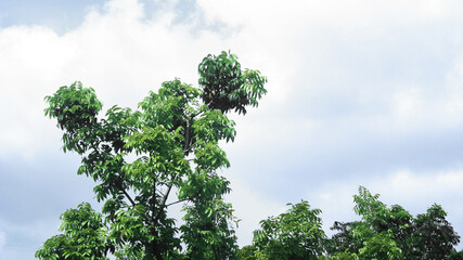 Fototapeta premium green leaves against blue sky