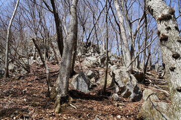 岩山の木