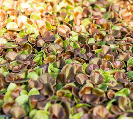 sprouts of flowers in the form of leaves as a background