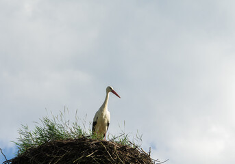 White Stork Nesting against a blue sky