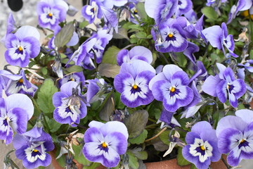 白と紫のパンジー