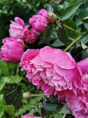 blooming pink peonies in raindrops 