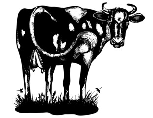 Cow vintage hand drawn illustration