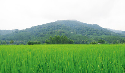 Fototapeta na wymiar Flat top line of the green rice field with mountain background