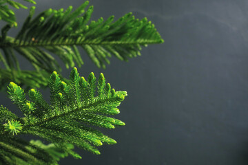 Green Chinese pine tree leaf with dark grey background, chrismast holiday festival