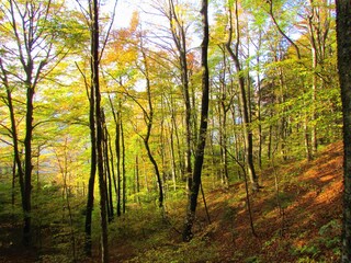 Fototapeta premium Colorful temperate, deciduous, broadleaf beech forest with yellow autumn foliage