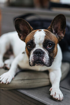 Cute dog at the background. Portrait of adorable dog. Image of domestic animal 