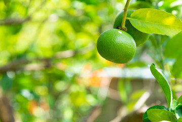 Lime fruit on tree in the garden.