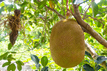 Jack fruit (scientific name: Artocarpus heterophyllus Lam.) Nearly ripe fruit hangs on the tree in the garden.