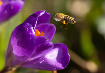 Fioletowy krokus i pszczoła zbierająca pyłek kwiatowy - obrazy, fototapety, plakaty