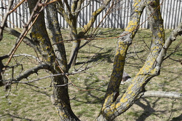 Common orange lichen on the bark of a tree. The tree trunk is infested with lichen and moss on the...