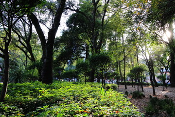 Pequeño bosque verde dentro de la ciudad al atardecer