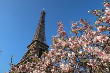 Paris au printemps, arbre en fleur (magnolia) au pied de la tour Eiffel, sur fond de ciel bleu (France)