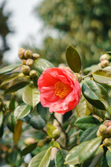 red flower in the garden. Camelia