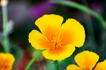 Yellow Flower