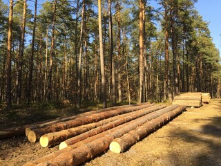 Wycinka drzew w Polsce , drzewa wycięte , lasy wycinają się , drzewa wycięte w lasie , las wycinka , drewna, drzew, charakter, drewno, z, pryzma, sosna, drzew, 