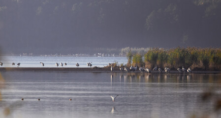Romantic sunrise on a fish pond, cranes waking up in the morning by the water Nature reserve Barycz...