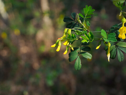very nice view of coronilla emerus in a meadow