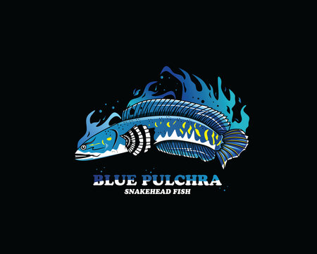 Vector channa blue pulchra snakehead logo design illustration