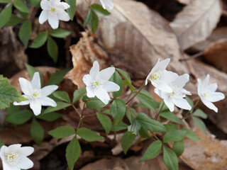 Beautiful white anemones flowers in a meadow