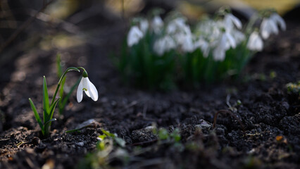 White snowdrop Galanthus nivalis is an early spring nursery flower in the Amaryllidaceae family.