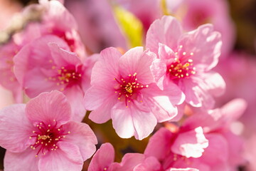 Beautiful pink cherry blossoms in the park , kawazu sakura flowers , close up , kagawa, shikoku, japan	