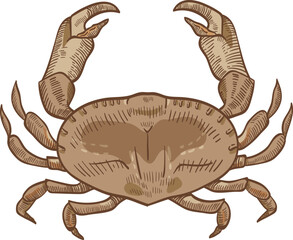 Dungennes Crab Hand Drawn Illustration 