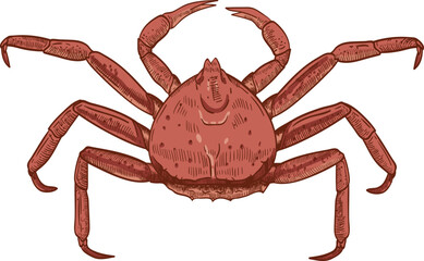 King Crab Hand Drawn Illustration 