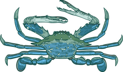 Blue Crab Hand Drawn Illustration © Good Studio