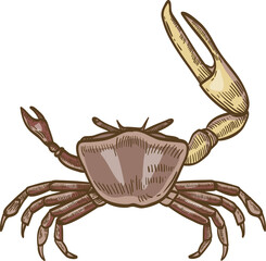 Fiddler Crab Hand Drawn Illustration