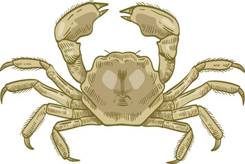 Mitten Crab Hand Drawn Illustration