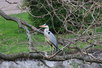 Fischreiher