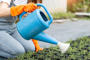 Female gardener concept a female horticulturist using the blue watering can to give the water to a...