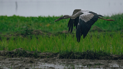white stork in flight, flying, flying bird, wings, fly, grass, wetland, wings