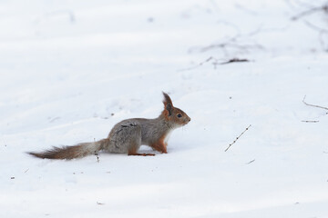 Naklejka na ściany i meble Red squirrel sit on snow in winter scene, Sciurus vulgaris in winter scene