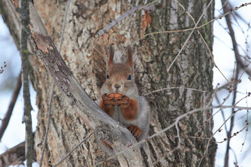 Red squirrel sit on branch in winter scene, Sciurus vulgaris in winter scene
