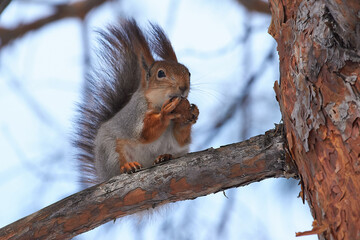 Red squirrel sit on branch in winter scene, Sciurus vulgaris in winter scene