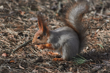 Red squirrel sit on ground in winter scene, Sciurus vulgaris 
