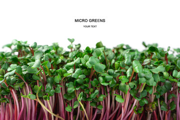 Micro greenery sprouts isolated on a white background. Red radish.