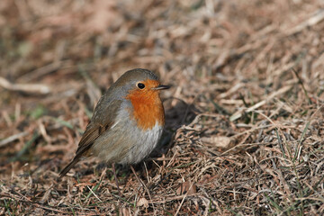 Fototapeta premium Erithacus rubecula sit on ground European robin, robin, robin redbreast sit on snow Volgograd region, Russia